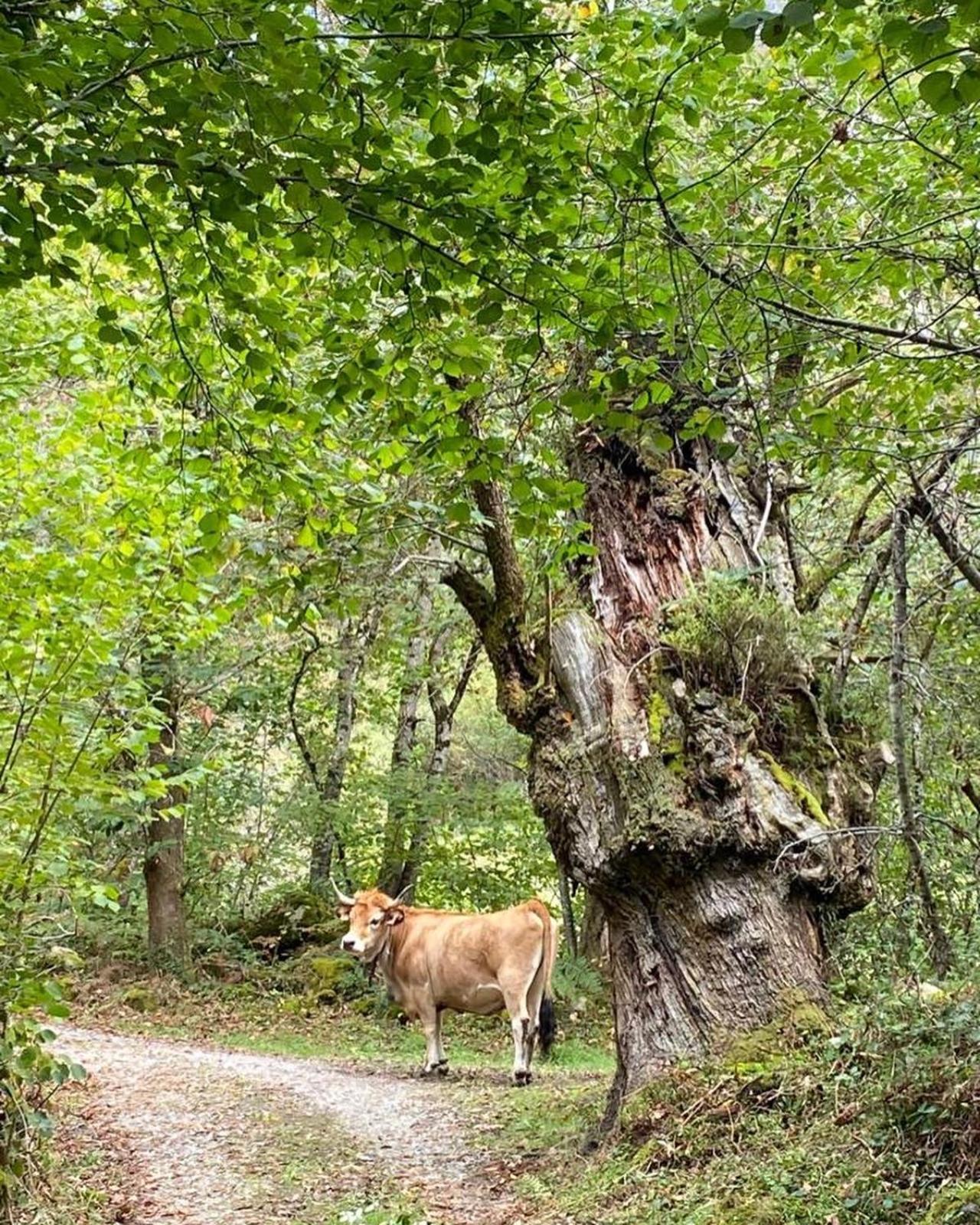 Casa Rural Espinareu La Villa Zewnętrze zdjęcie